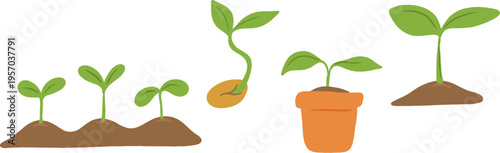 Flat vector illustration set of young green sprouts and seedlings growing in brown soil and clay pot. Minimalist design showing different stages of plant development