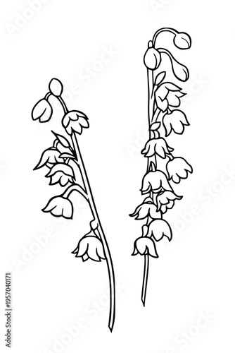Vintage hand drawn illustration of bluebell. Floral sketch vector art