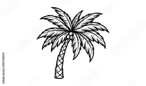 Palm tree vintage engraving vector illustration hand drawn sketch tropical plant isolated on white background