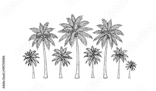 Antique engraved palm trees composition vintage etching style hand drawn botanical vector isolated on white