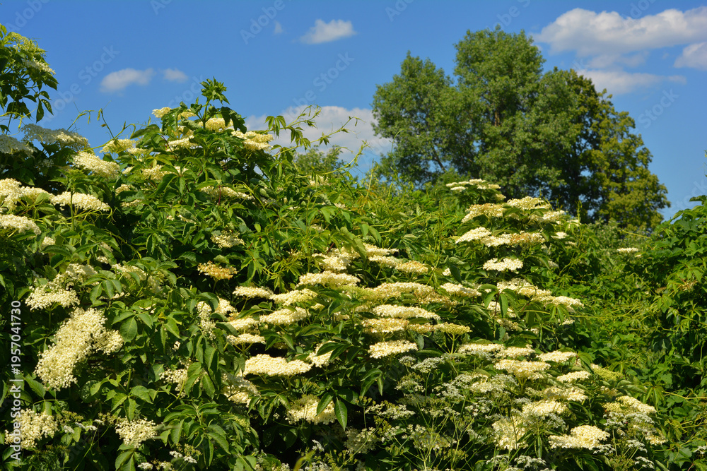 Fototapeta premium Elderflower bloom for tea and culinary use