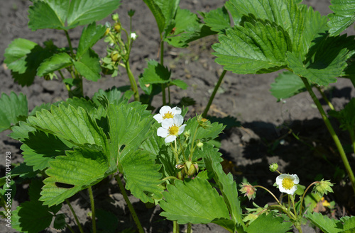 Strawberry plants flowering in garden plot