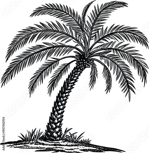 A detailed, high-contrast illustration of a palm tree against a stark white background. The palm tree is the central subject, depicted in black ink, featuring intricate details of the fronds and trunk
