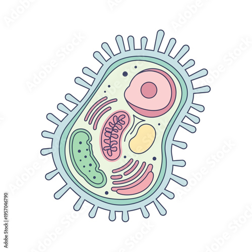 Cartoon illustration of a stylized animal cell with organelles on white background