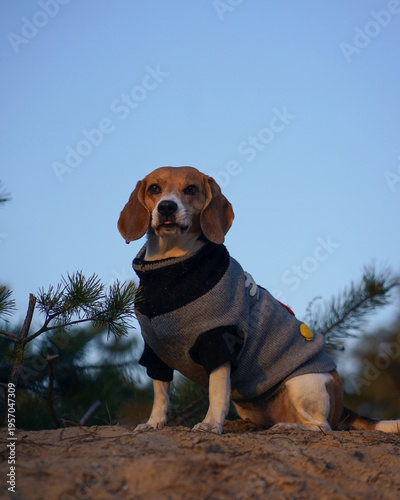 Beagle dog sitting on the sand in the pine forest during golden hour