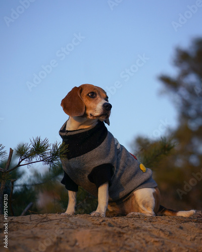Beagle dog sitting on the sand in the pine forest during golden hour, looking away