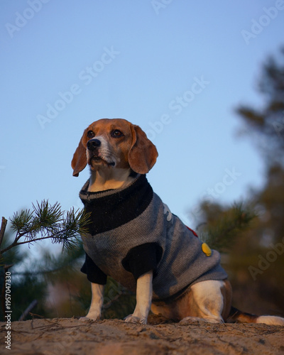 Beagle dog sitting on the sand in the pine forest during golden hour, looking straight