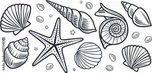 A detailed, monochrome line art illustration showcases a collection of various seashells and starfish. The image presents a variety of sizes, shapes, and textures of marine life, including spiral shel