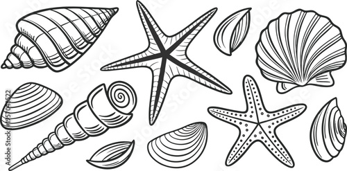 A detailed, monochrome line art illustration showcases a collection of various seashells and starfish. The image presents a variety of sizes, shapes, and textures of marine life, including spiral shel