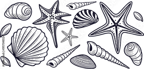 A detailed, monochrome line art illustration showcases a collection of various seashells and starfish. The image presents a variety of sizes, shapes, and textures of marine life, including spiral shel
