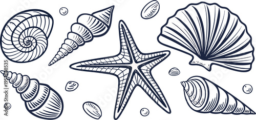 A detailed, monochrome line art illustration showcases a collection of various seashells and starfish. The image presents a variety of sizes, shapes, and textures of marine life, including spiral shel