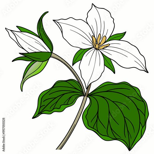 Trillium Flower Vector Illustration | Woodland Wildflower Botanical Artwork | Elegant Nature Floral Design