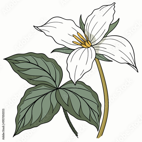 Photos Trillium Flower Vector Illustration | Woodland Wildflower Botanical Artwork | El