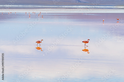 Tranquil flamingos reflecting in pastel water of Laguna Colorada Bolivia