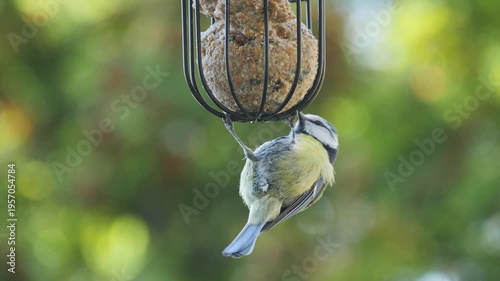 Blue tit bird hanging on a suet ball feeder and eating in warm spring sunshine, small colorful songbird feeding in garden with bright natural light and peaceful wildlife atmosphere.