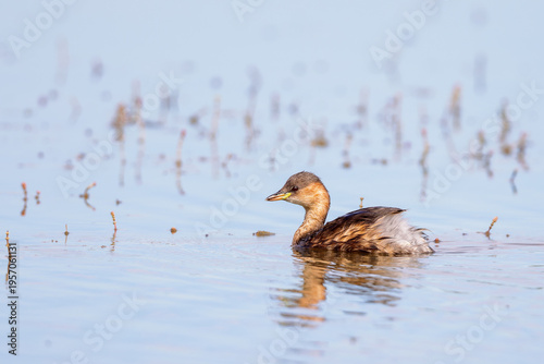 Little grebe (Tachybaptus ruficollis) swimming in a lagoon in the nature protection area Marais du Vigueirat in the Camargue, France.