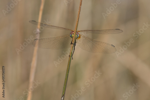 Female Red-veined darter (Sympetrum fonscolombii) sitting on a twig in the Camargue, France.