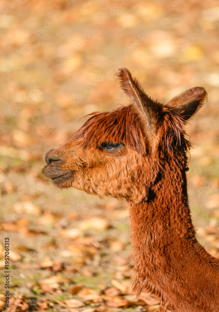 Obraz premium Portrait of an alpaca. Close-up of the animal. 