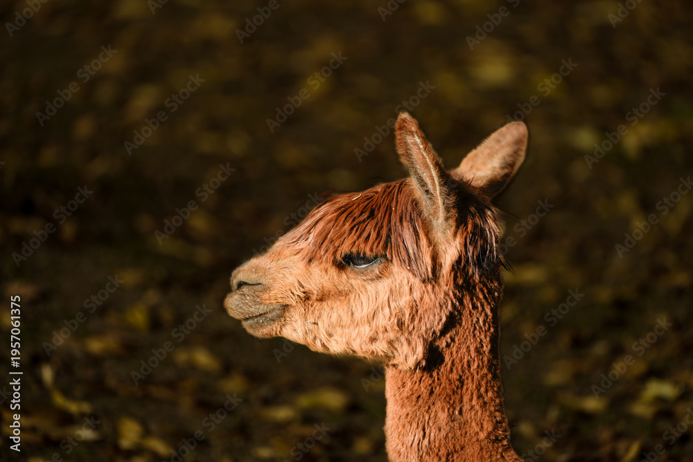 Obraz premium Portrait of an alpaca. Close-up of the animal. 