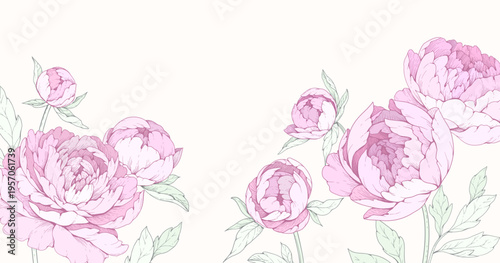 Peonies blooming. Background with pink colorful flowers and brunch. Detailed botanic floral collection for Valentines day invitation, wallpaper art or save the date card