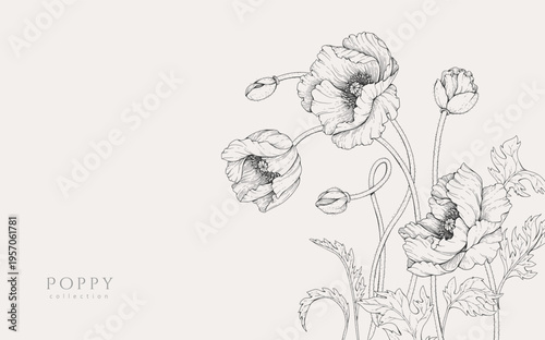 Poppy flowers background. Detailed hand drawn ink illustration for invitation, line tattoo art or save the date card