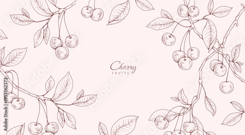 Cherry fruit. Summer background with berry and brunch. Detailed hand drawn ink floral illustration for invitation, wallpaper art or save the date card