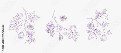 Set of fig tree brunch and leaves. Detailed hand drawn ink illustration for template layout design, brochure or cover for food card or menu