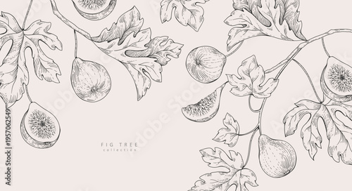 Background with fig tree brunch and leaves. Detailed hand drawn ink illustration for template layout design, brochure or cover for food card or menu
