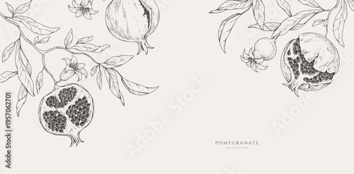 Background with pomegranate brunch and leaves. Detailed hand drawn ink illustration for template layout design, brochure or cover for food card or menu