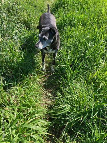 perro negro mascota entre la hierva verde IMG_4684-as26