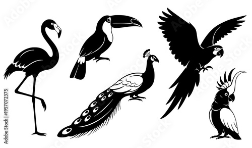 Stylized exotic bird silhouettes flamingo toucan peacock macaw cockatoo vector collection isolated on white background