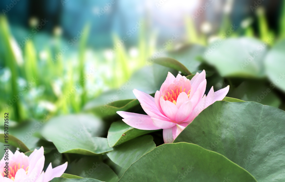 Fototapeta premium Horizontal banner with blossoming lotus flower on sunny nature spring background. Summer scene with lily flower in rays of sunlight. Close-up or macro. A picturesque colorful photo with a soft focus