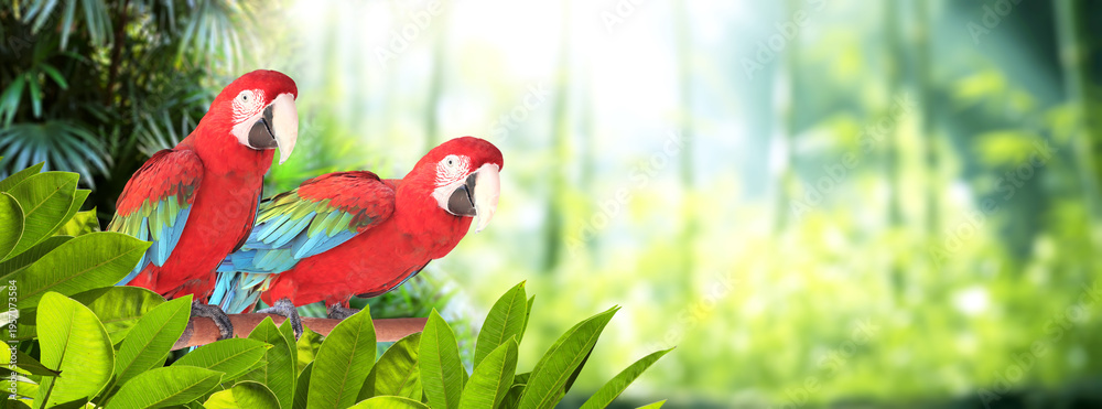 Fototapeta premium Horizontal banner with two colorful Ara parrot (Ara macao) in a rainforest. Couple of Scarlet Macaw and leaves of tropical plants on sunny background, creating a vibrant and eye-catching scenic