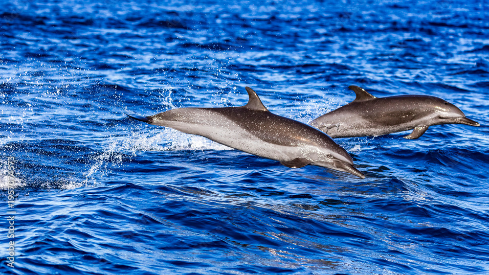 Fototapeta premium Wildlife across the world either on the ocean, air or land.