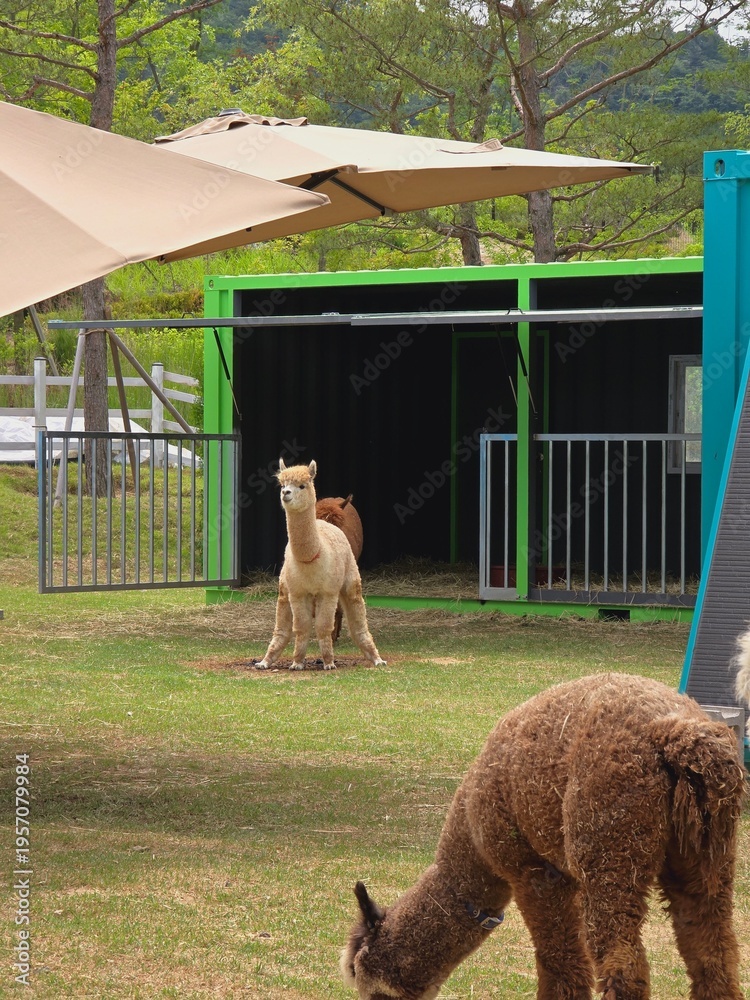 Fototapeta premium alpacas