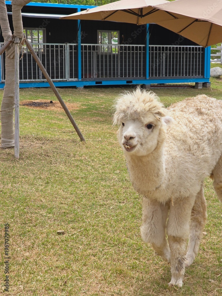 Fototapeta premium 알파카