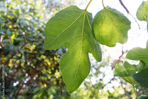 Healthy fig leaves with visible veins, Ficus carica, organic cultivation taken in Dalmatia, Croatia