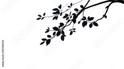 Branch Silhouette with Dark Leaves on a Minimalist Transparent Background
