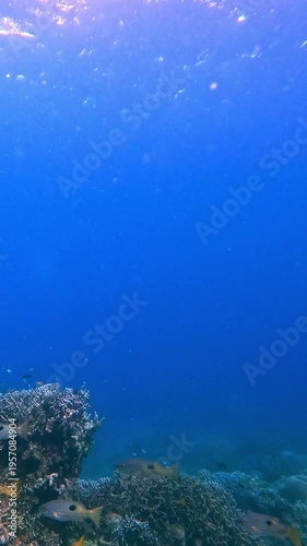 Snorkeling POV tracking a school of dory snapper (lutjanus fulviflamma) swimming in hazy calm deep blue waters of Dauin, Philippines