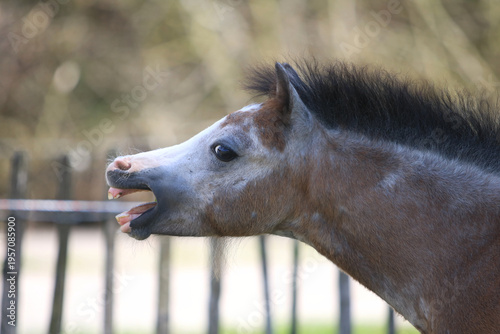 Obraz na plátně Young welsh pony showing he's not a threat