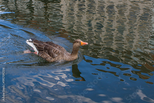 A gray goose glides on rippling water, orange beak bright. Reflections of buildings shimmer in soft wavy lines. A gentle wake trails behind the calm bird.