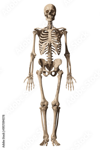 Gemini said

Anatomical 3D illustration of a human skeleton with a skull and spine isolated on a white background for medical science, biology, and healthcare study.