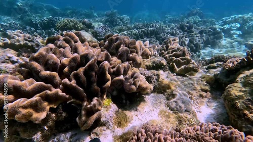Dolly forward to rich colony of Pocillopora meandrina, Porites furcata and Stichodactyla haddoni populating the expansive coral reef in the clear coastal waters of Apo Island, Philippines