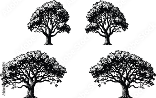 WebBlack tree silhouettes set isolated on white background, detailed oak style vector illustration collection, nature design elements for logo, tattoo, forest, and decorative artwork