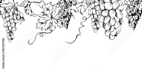 Botanical grapevine seamless banner with rhythmic leaves and hanging grape clusters, curling tendril creepers. Ink vector illustration hand drawn for menu headers, wine packaging, web border visuals.