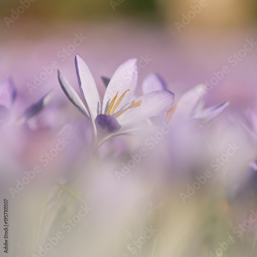 Krokus, Crocus, Frühblüher, Makro