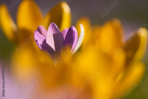 Krokus, Crocus, Frühblüher, Makro