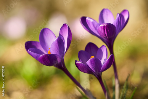 Krokusse, Crocus, Frühblüher, Makro