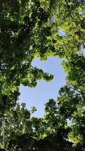 Look up view of green tree crowns against clear blue sky in summer forest, nature background