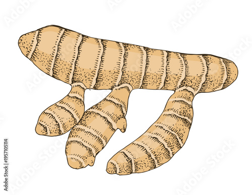 Turmeric root hand drawn vector